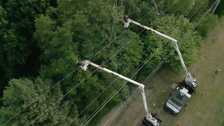 Best Palm Tree Trimming  in Beardstown, IL